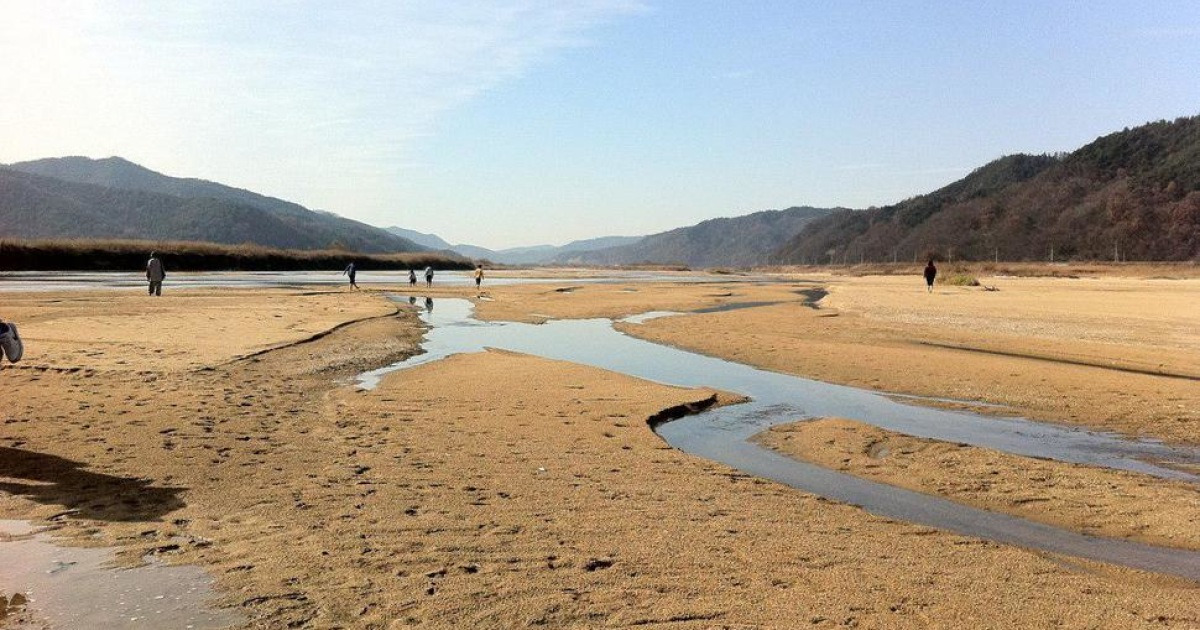 [영상] 내성천에 3만마리 제비떼가 나타났다