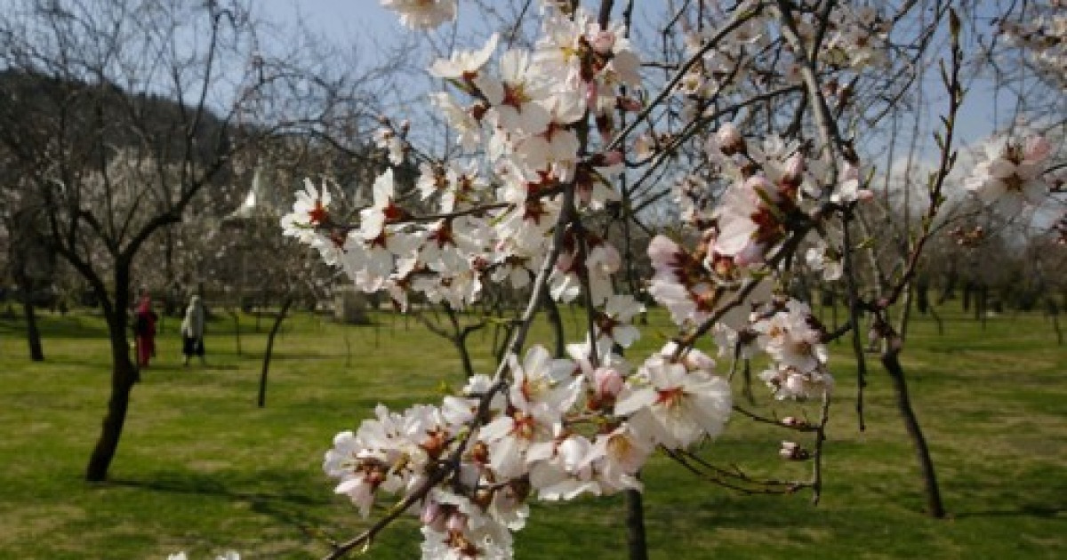 INDIA KASHMIR SPRING