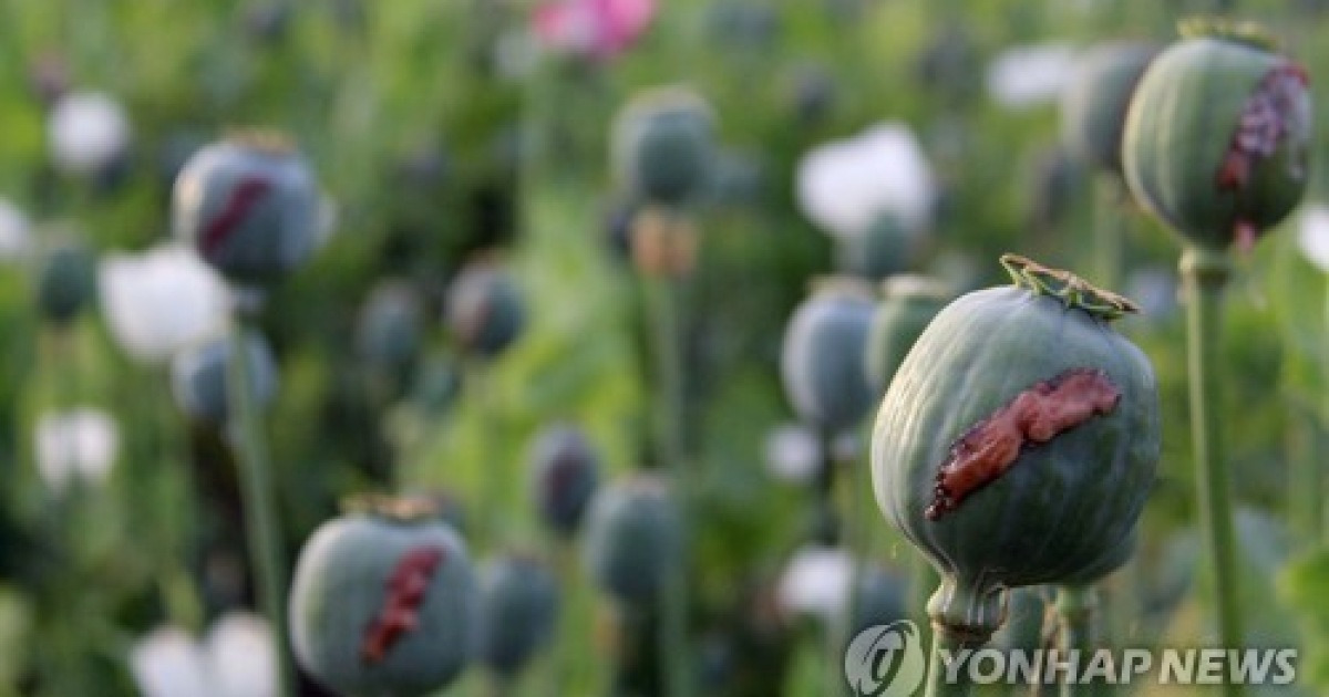 Afghanistan Poppy Cultivation