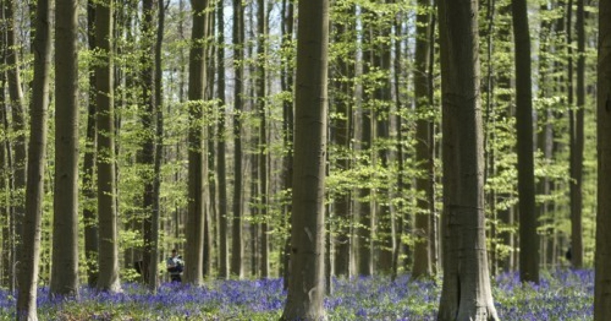 belgium-nature