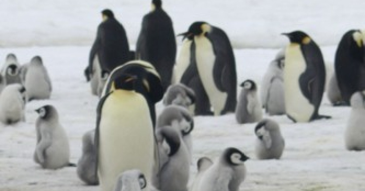 correction-loss-of-the-penguins