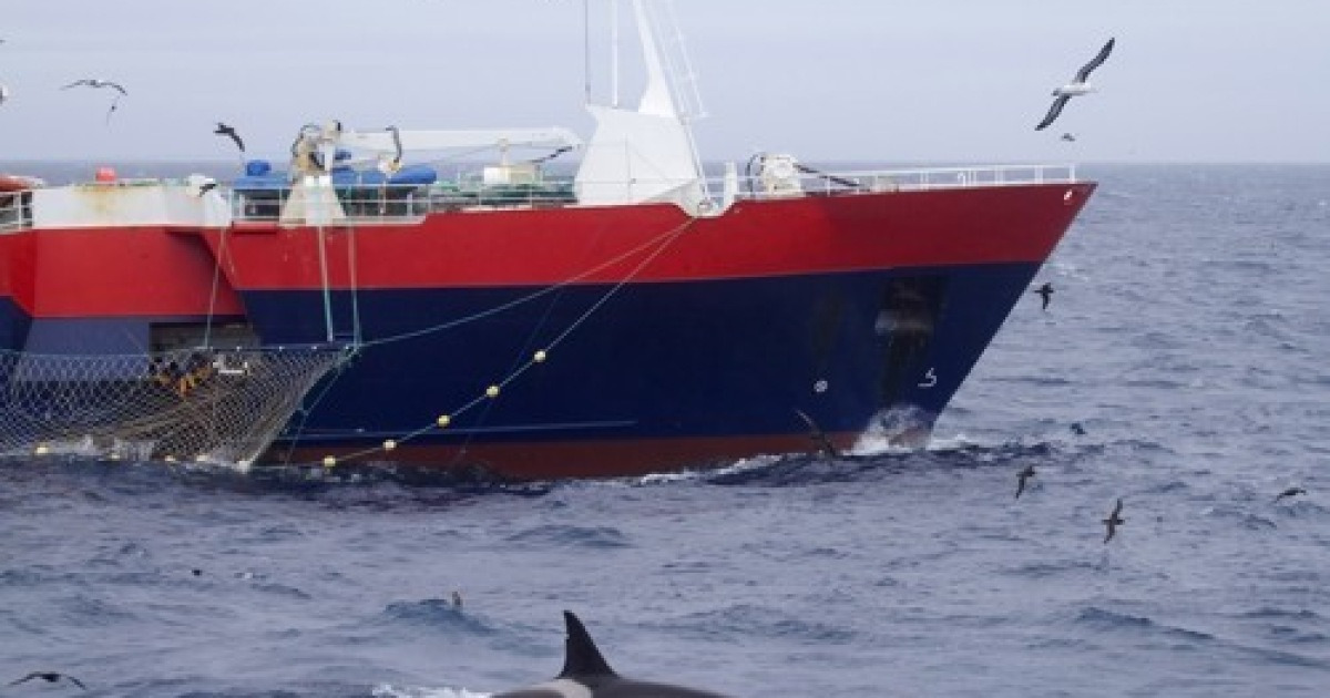 Are There Killer Whales In Southern California