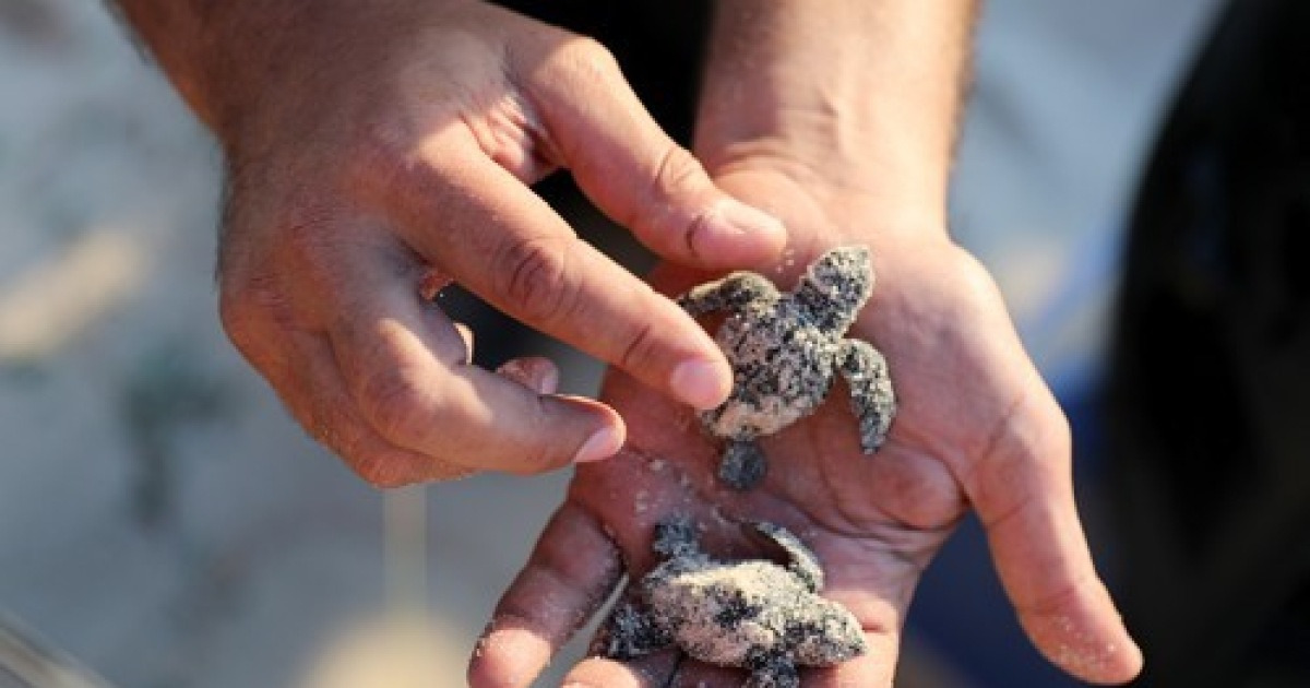 MIDEAST ISRAEL LOGGERHEAD SEA TURTLES