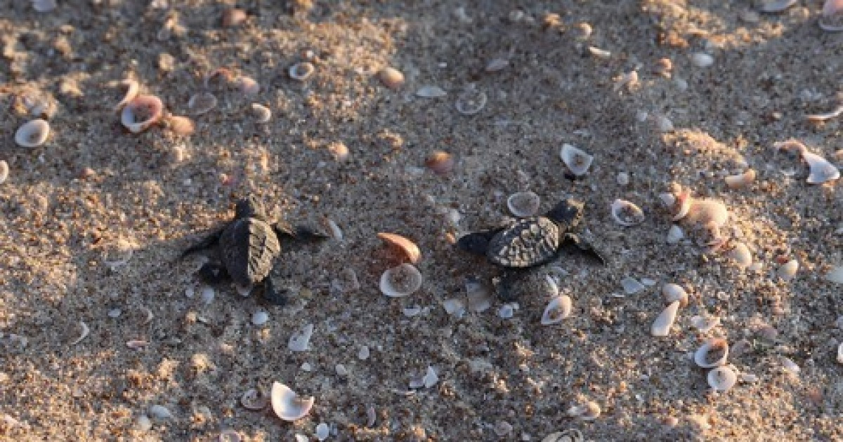 MIDEAST ISRAEL LOGGERHEAD SEA TURTLES