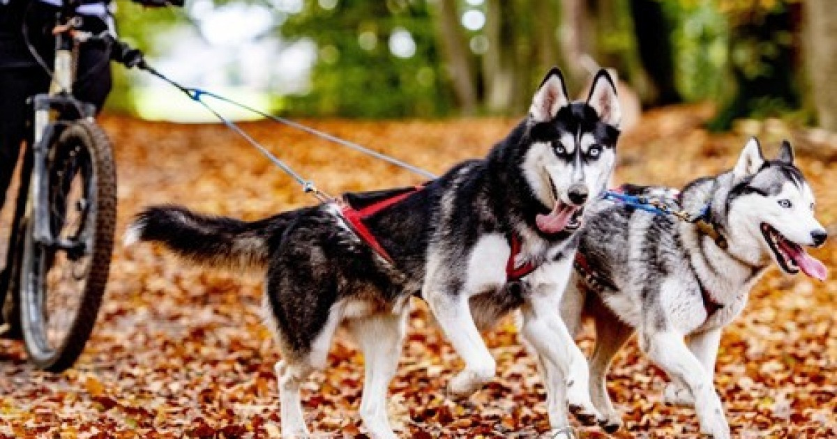 NETHERLANDS SLED DOG COMPETITION