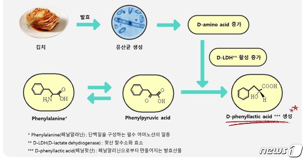 김치서 항균활성 '페닐젖산' 발견..