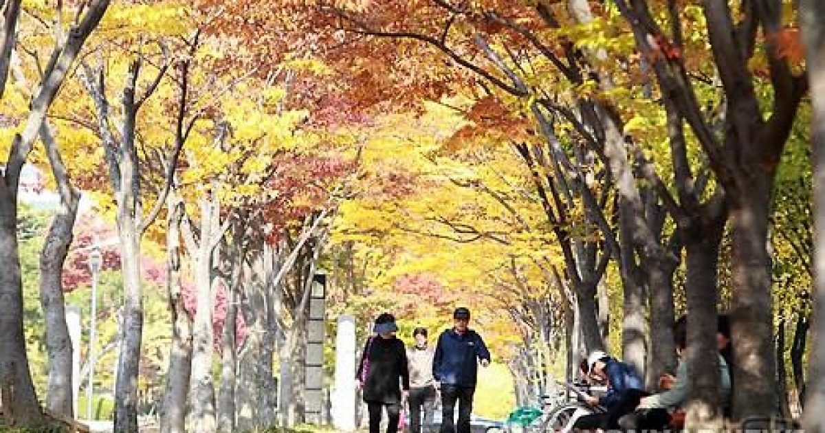 낙엽 밝으며 늦가을 정취 만끽하세요..창원 단풍거리축전 개막