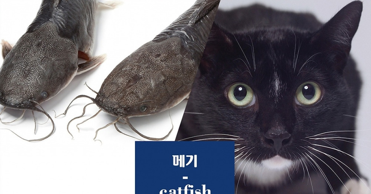 [바다정보다잇다] 재밌는 TMI, 수산물의 영어 이름은 어떻게 지어질까?