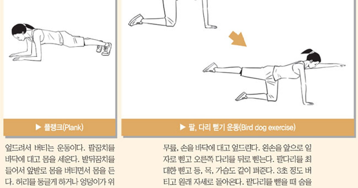플랭크·팔다리 뻗기 통해 근육 늘리면 허리·배·골반 강화해 '보호대' 찬 효과