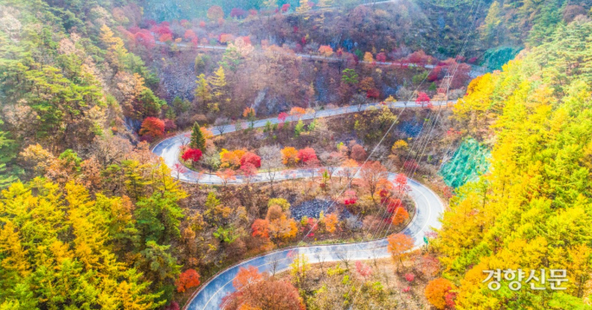 충북 단양군, 주요 관광지에 가로수 길 조성 [단양군]
