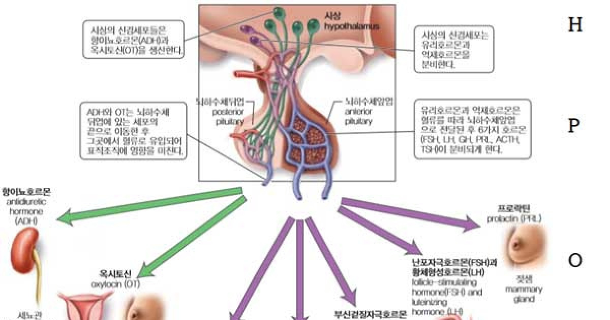 갑상선 해부학 및 생리학