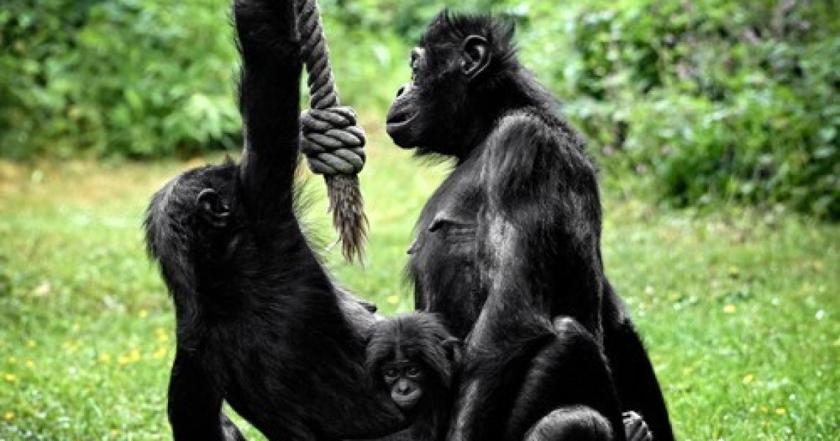 GERMANY ANIMALS BONOBO OFFSPRING