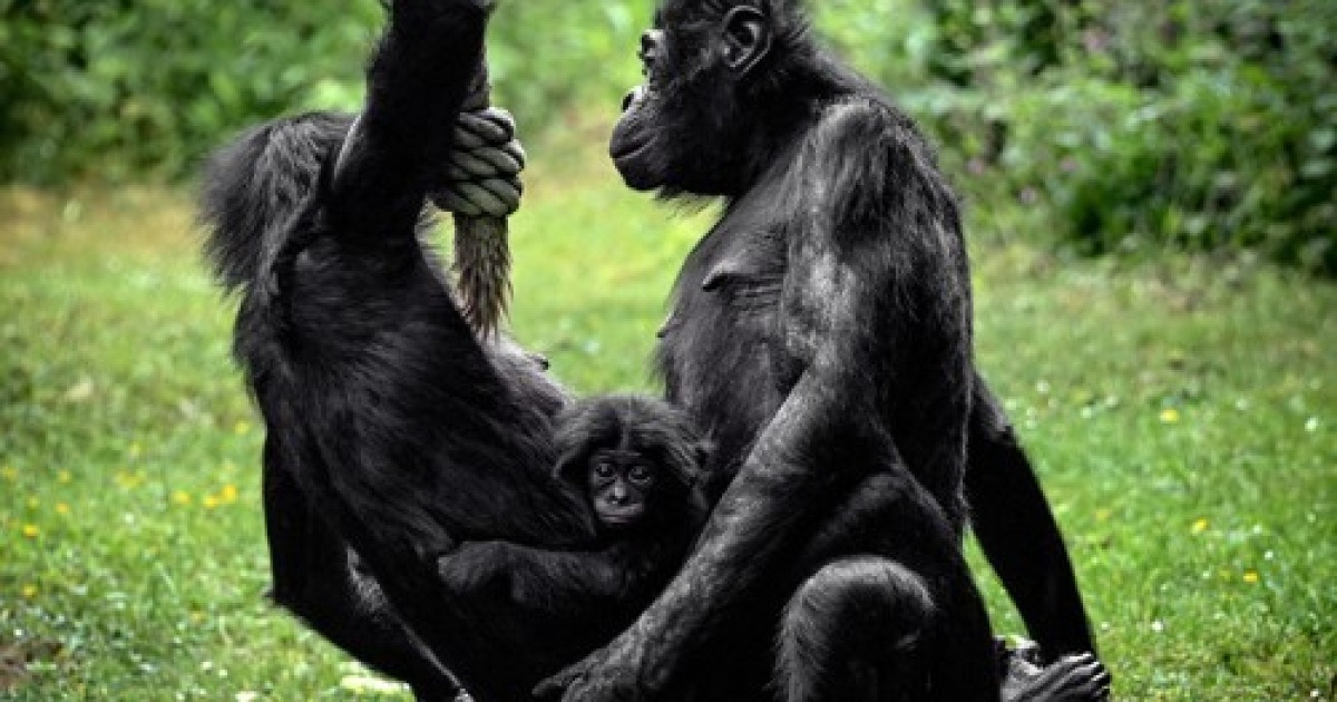GERMANY ANIMALS BONOBO OFFSPRING