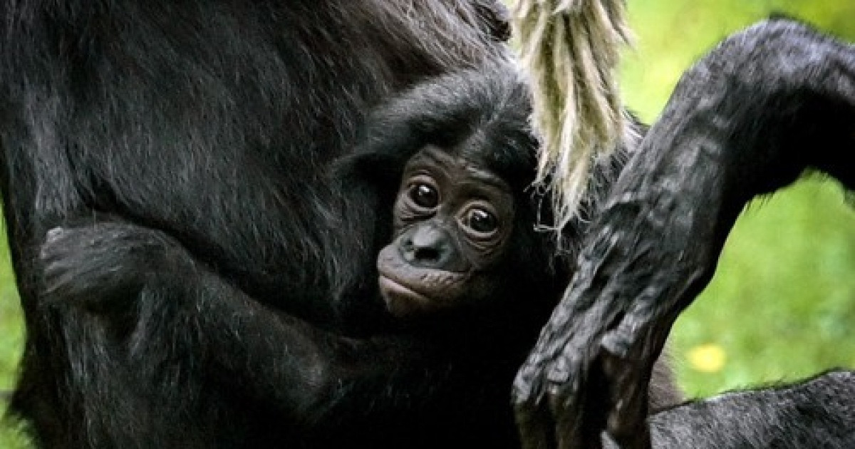 GERMANY ANIMALS BONOBO OFFSPRING