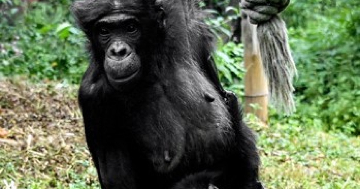 GERMANY ANIMALS BONOBO OFFSPRING