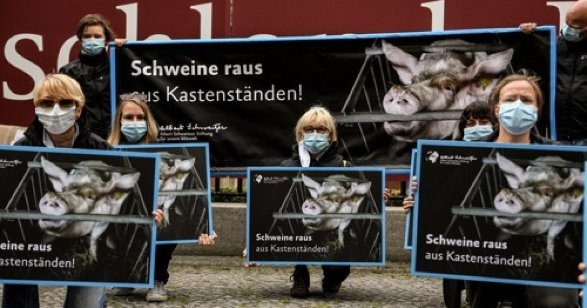 GERMANY PIG FARMING PROTEST