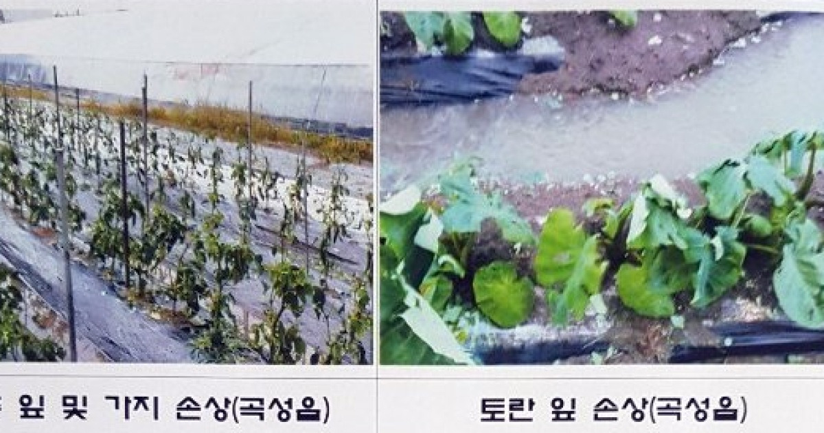곡성 우박 피해 농작물