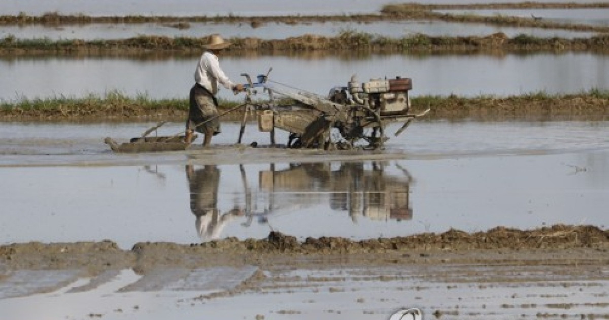 MYANMAR AGRICULTURE