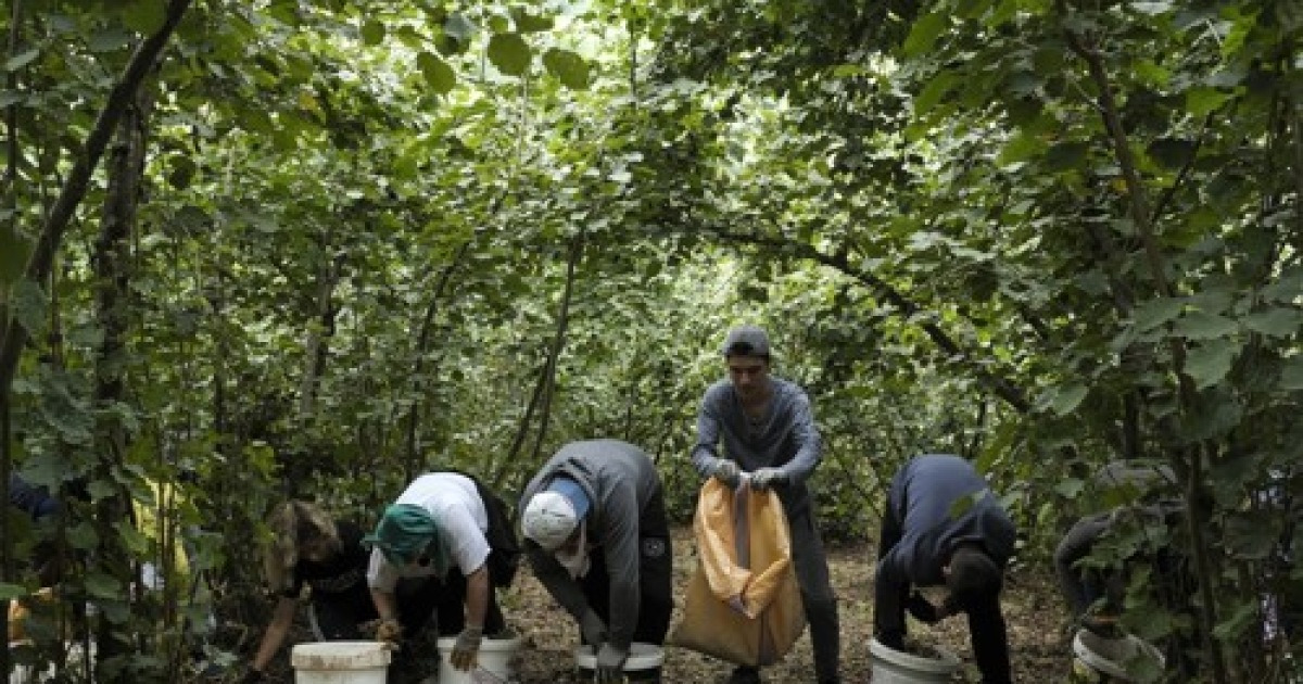 TURKEY PHOTO SET HAZELNUT HARVEST