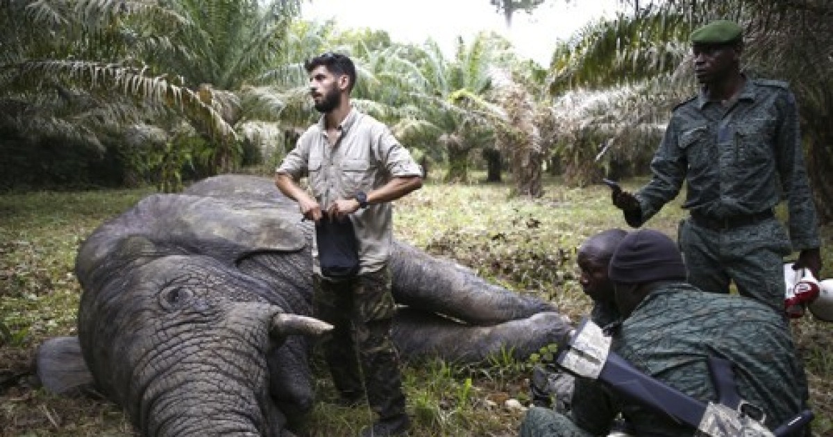 Ivory Coast Elephant