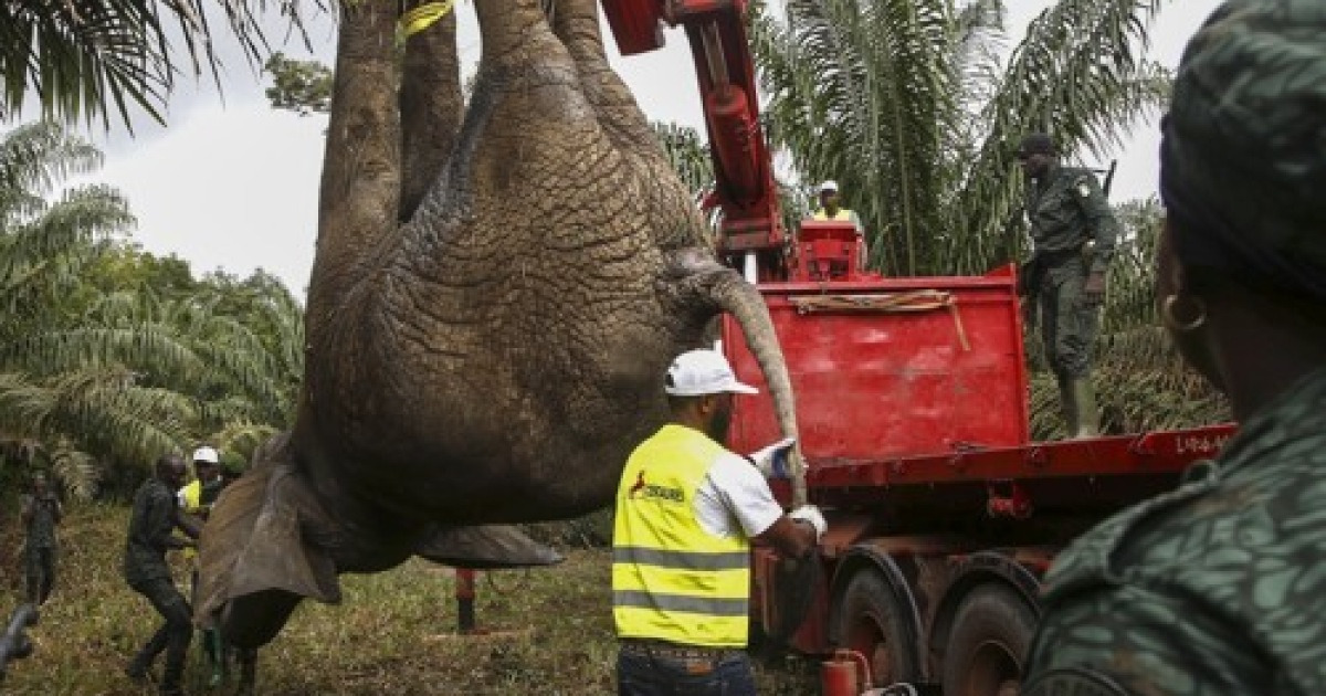 Ivory Coast Elephant