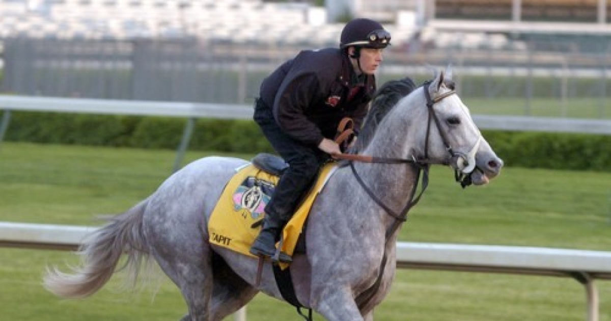 Kentucky Derby Grey Horses