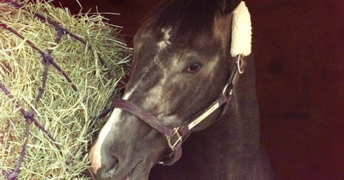 Kentucky Derby Gray Horses