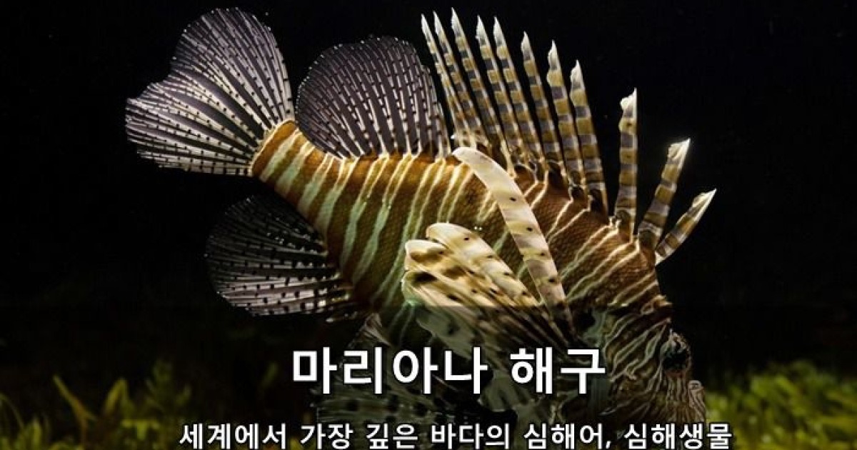 해양공포증 주의! 세계에서 가장 깊은 바다, 마리아나 해구의 심해생물 | ㅍㅍㅅㅅ