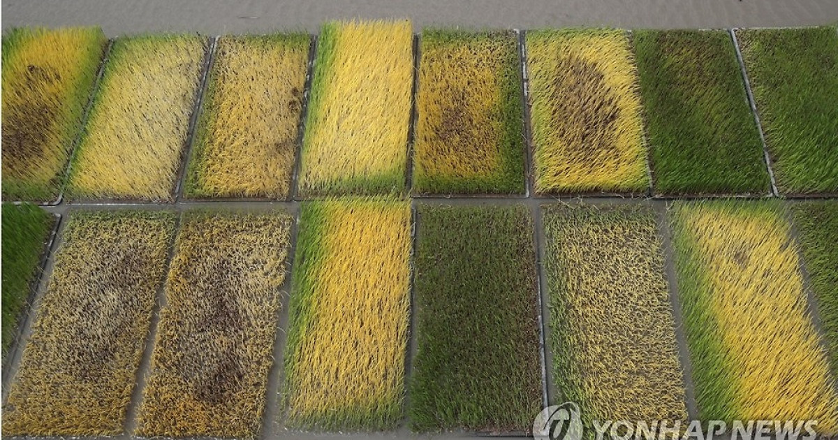 못자리의 모판