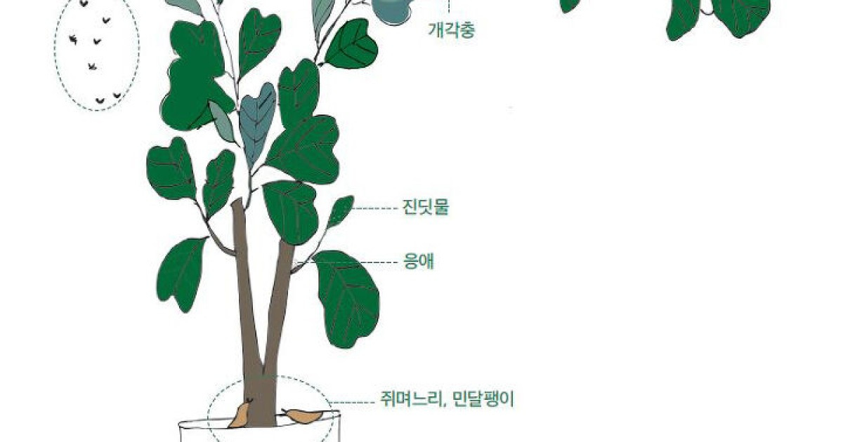 내 식물에 벌레가? 화분에 생긴 벌레 박멸하는 초간단 해결법 | 오늘의 취미