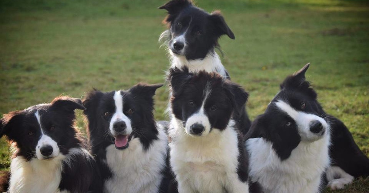 Бордер колли окрасы. Бордер колли разные. Бордер колли и шотландская овчарка. Пордерколи. Бордер колли окрасы.