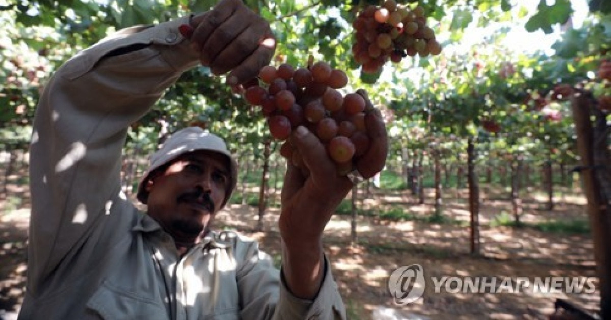 EGYPT AGRICULTURE GRAPE HARVEST