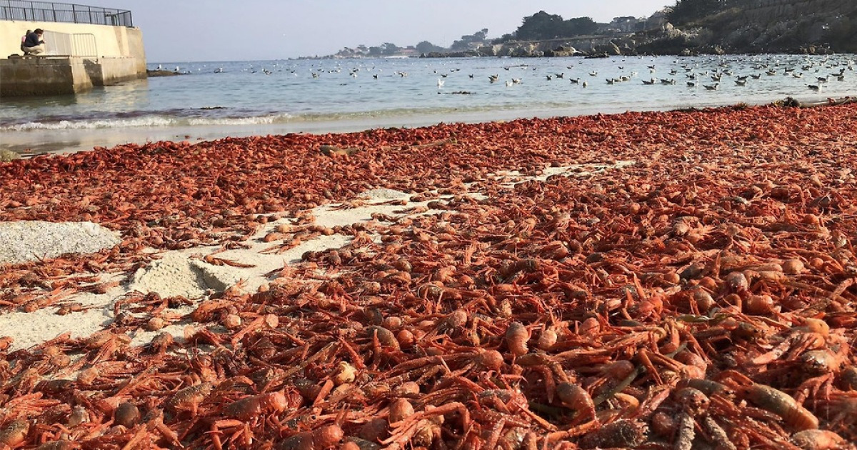 멕시코 바다서 美 해변까지 밀려오는 신비한 갑각류 떼.."비밀은 ...