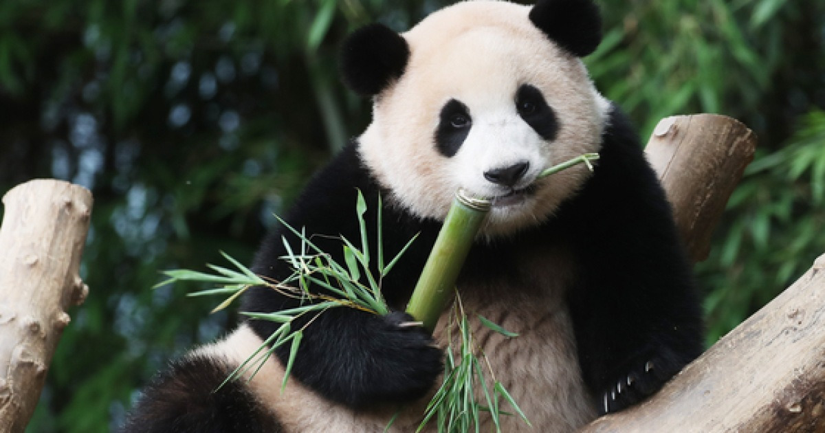 Fubao turns one