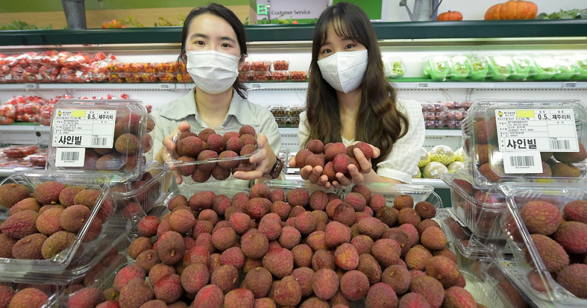 제주도에서 생산된 열대 생과일 '리치'