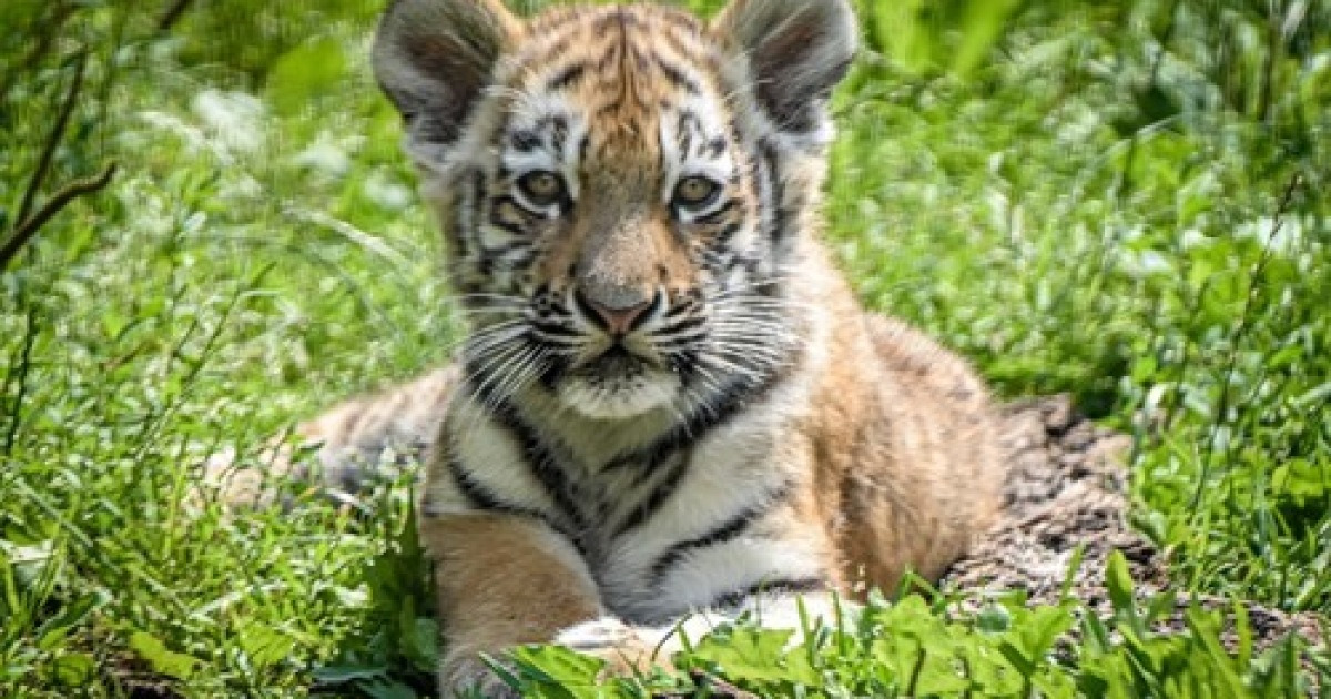 GERMANY ANIMALS TIGER CUB