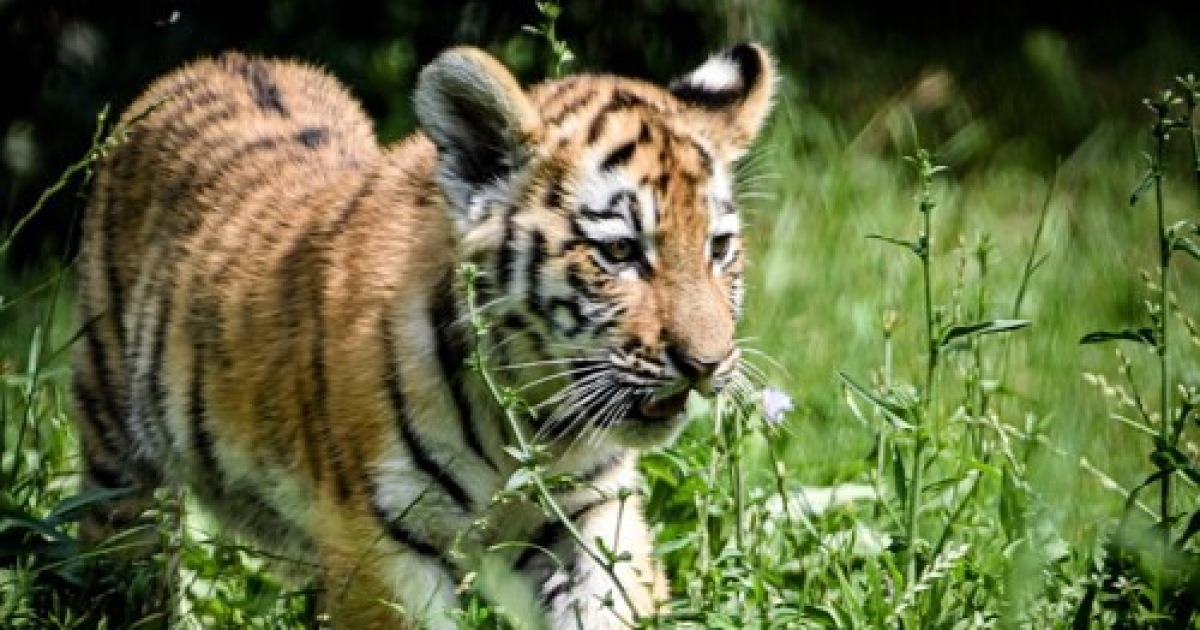 GERMANY ANIMALS TIGER CUB