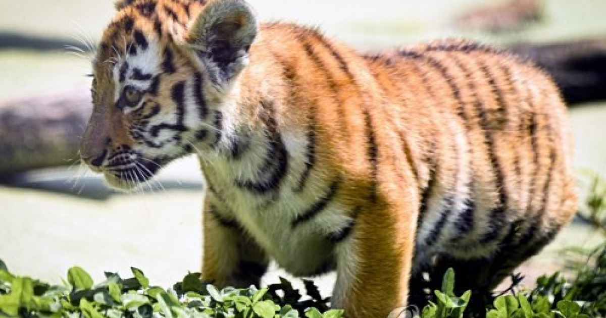 GERMANY ANIMALS TIGER CUB