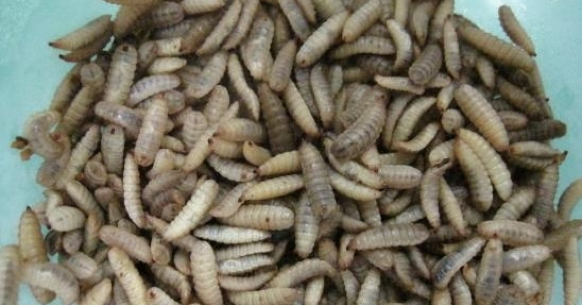 [Feature] From bugs to delicacies, insect proteins find niche in pet ...