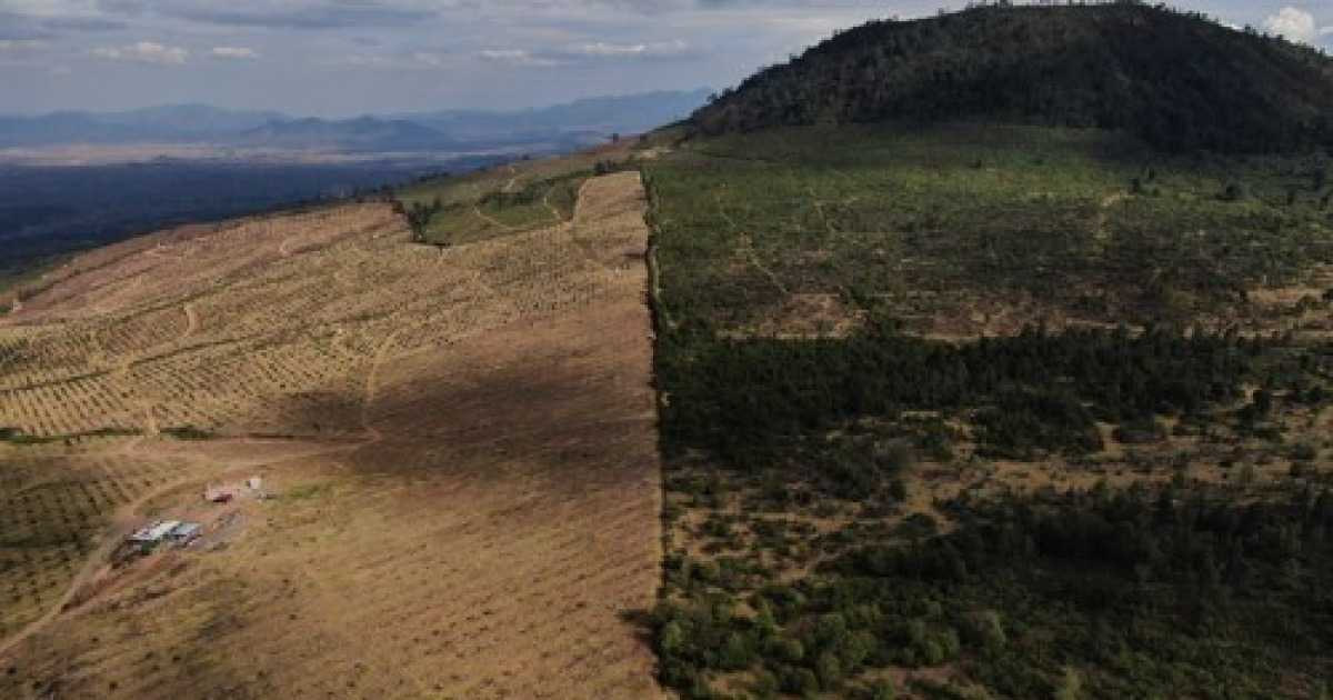 Mexico Avocados Deforestation