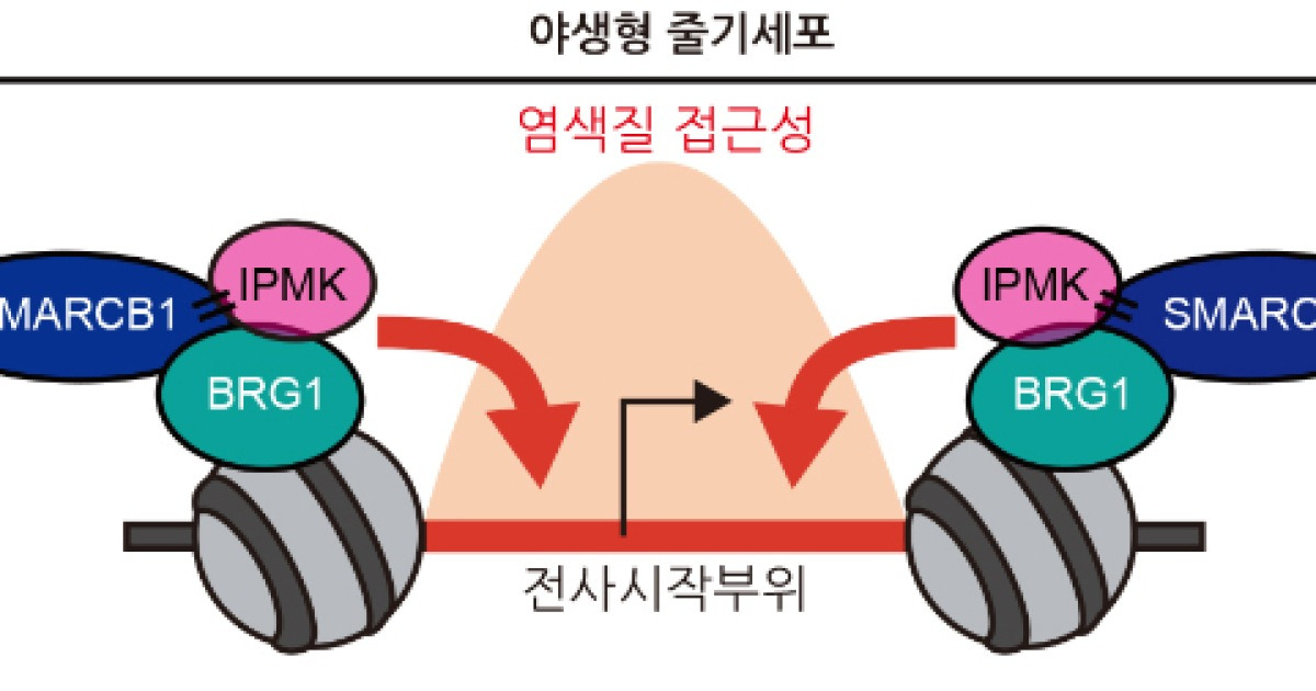 후성유전 조절하는 핵심 분자 기전 찾아냈다