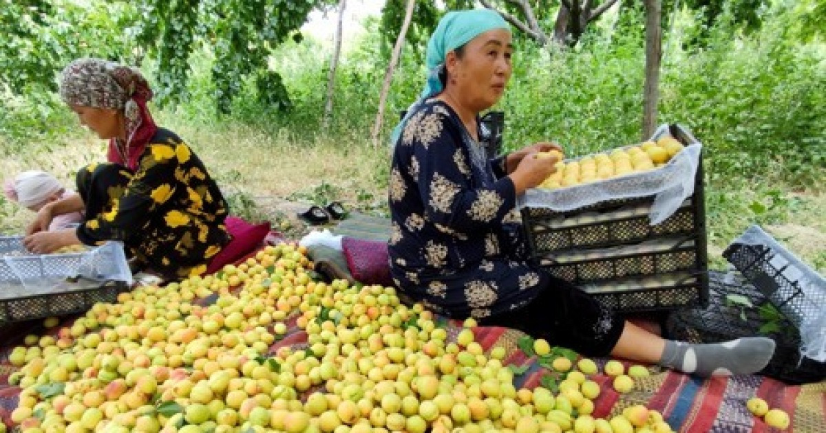KYRGYZSTAN AGRICULTURE