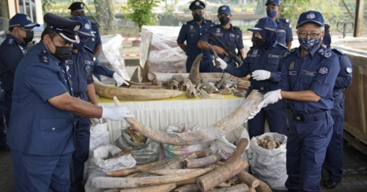 Malaysia Wildlife Smuggling