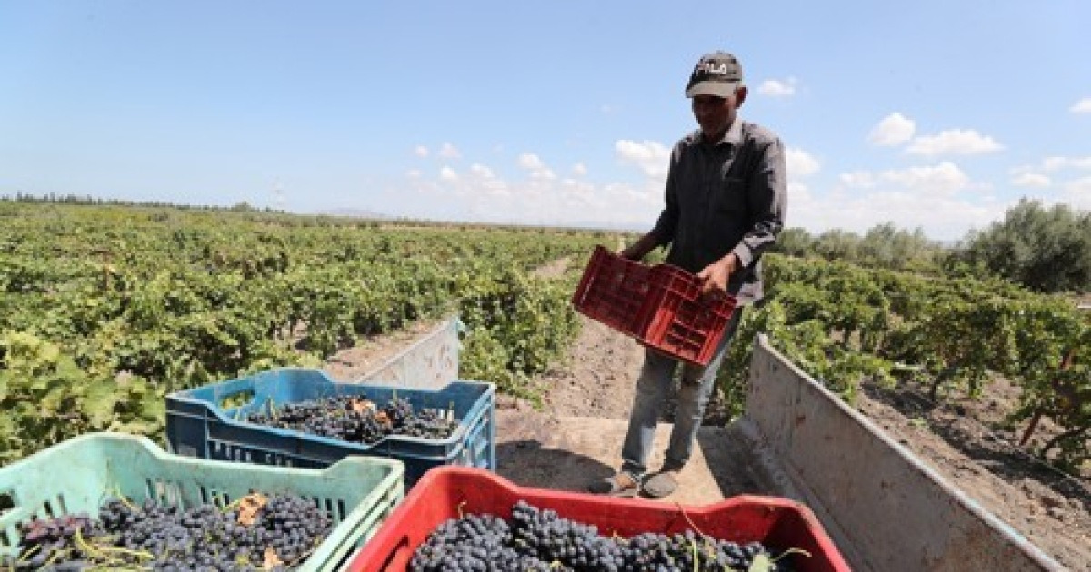 epaselect TUNISIA AGRICULTURE GRAPE HARVEST