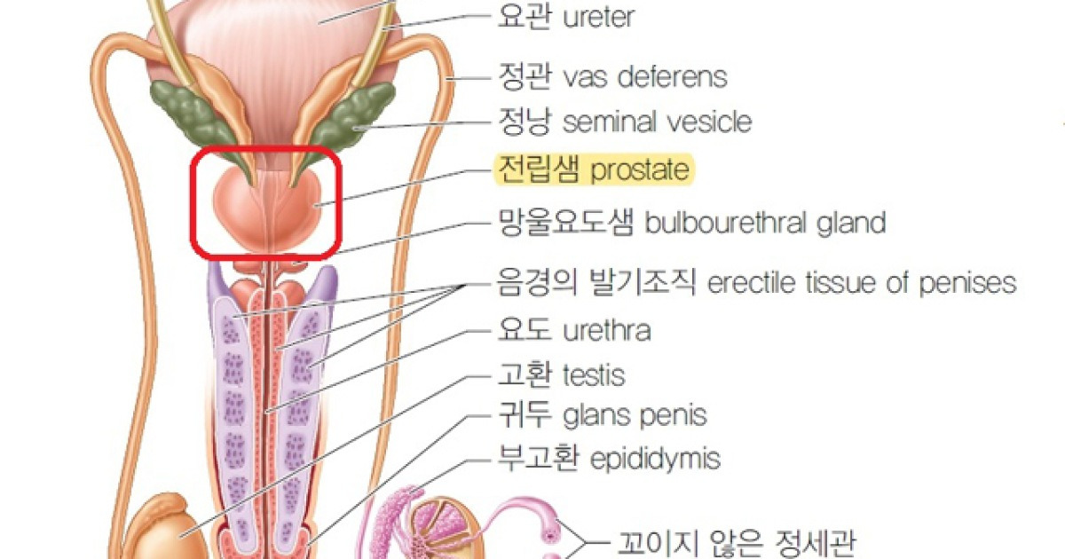 전립샘비대증 생기면, 왜 소변 보기 불편할까? [의사에게 듣는 '질환' 이야기]