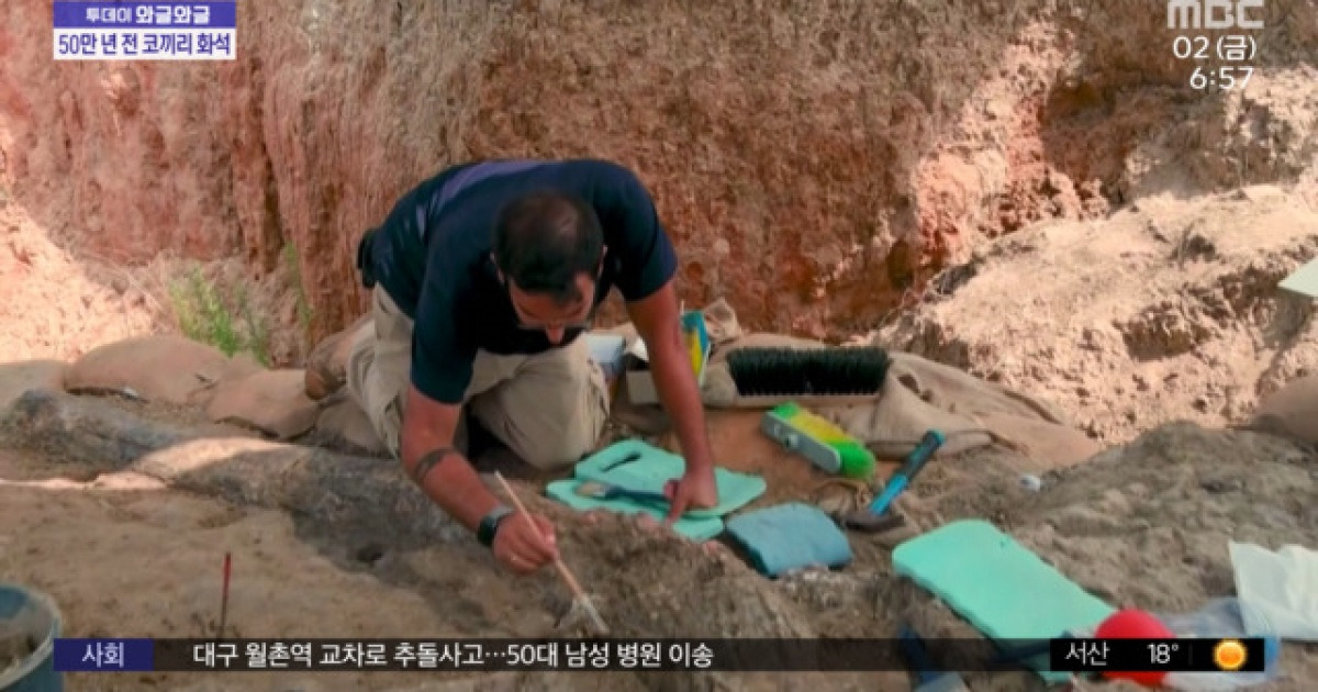 [와글와글] 코끼리 상아 길이가 2.6m..이스라엘서 50만 년 전 화석 발굴