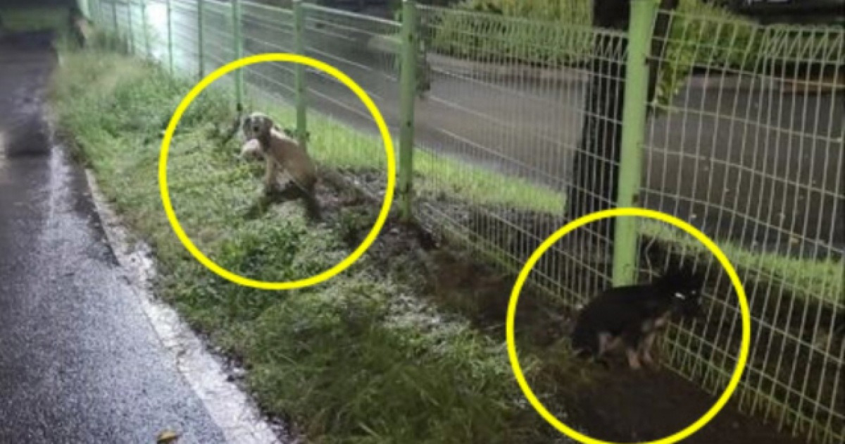 태풍 덮친 울산 그날 밤..개 3마리 묶어서 버린 견주