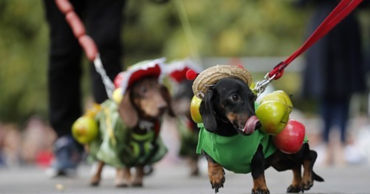 RUSSIA DACHSHUNDS PARADE