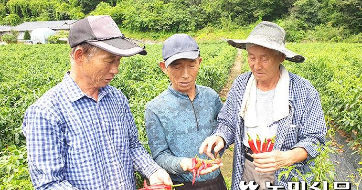 불량종자로 고추농사 '폭망'..업체 