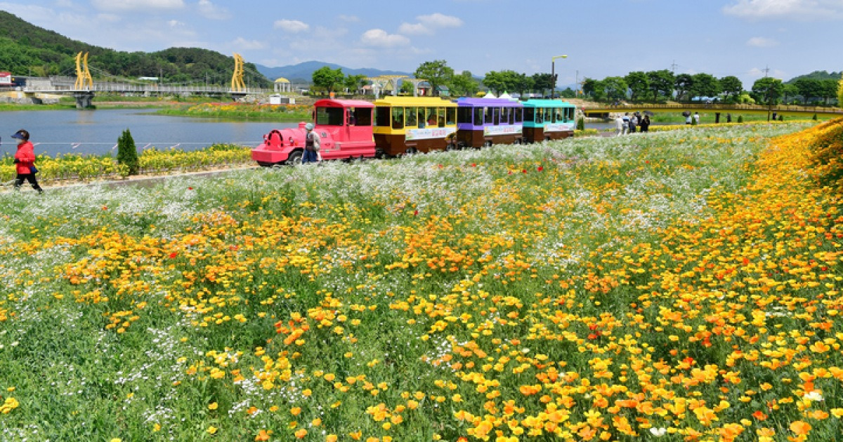 장성 황룡강 가을꽃축제 3년 만에 개막